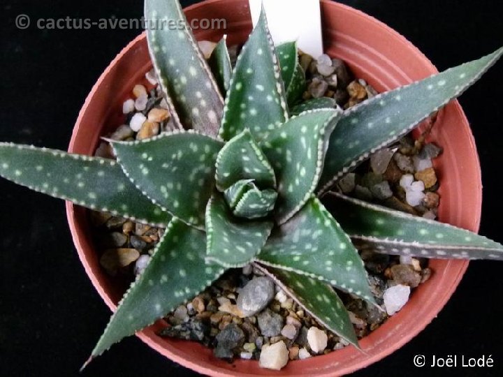 Gasteraloe hayfieldii P1050275