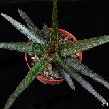 Gasteraloe 'Mili'