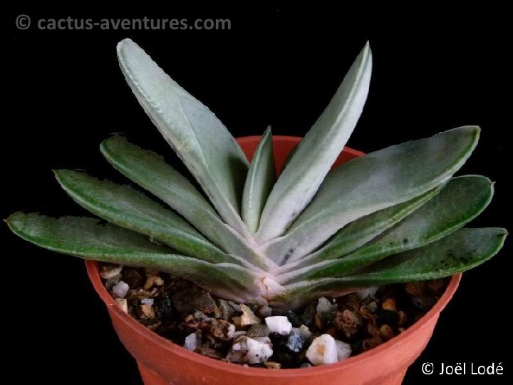 Gasteria 'Smockey' P1120351