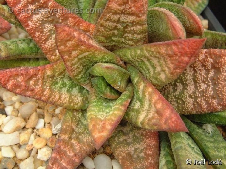 Gasteria batesiana Dscf4017