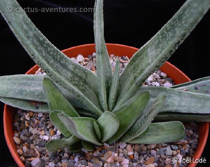 Gasteria carinata v. schweickertiana P1220239