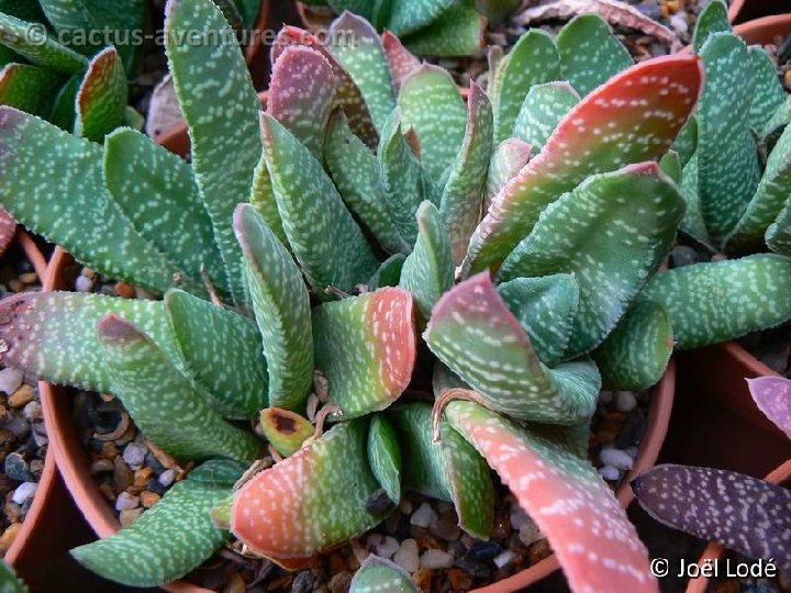 Gasteria carinata v. verrucosa P1230920