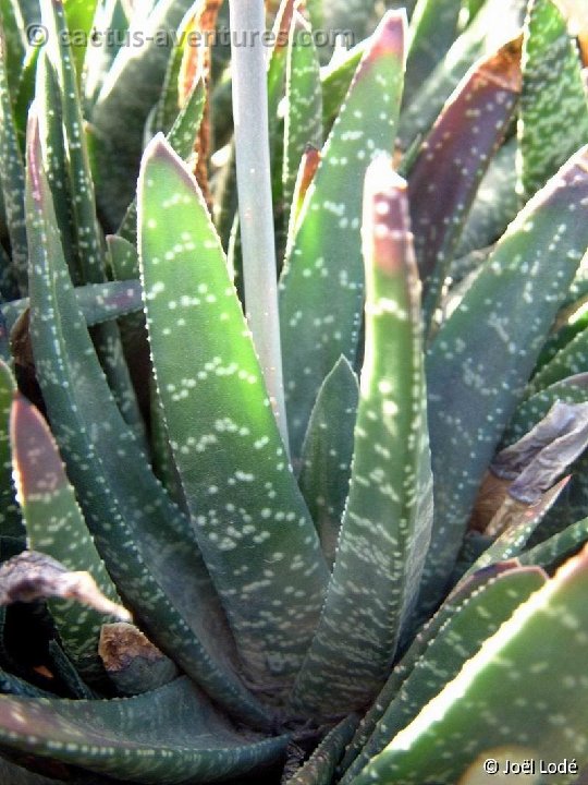 Gasteria carinata verrucosa v. major Dscf4602