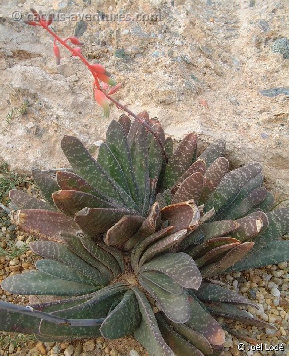 Gasteria disticha v. compacta DSCF1455