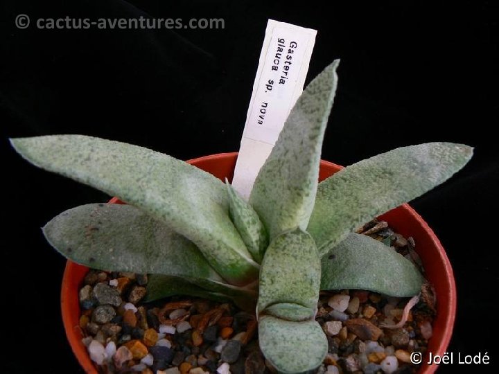 Gasteria glauca sp nova P1230135