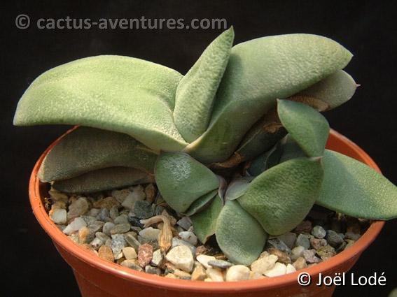 Gasteria glomerata ©JL