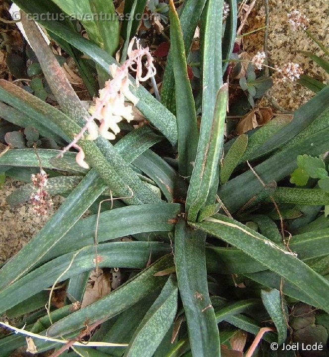 Gasteria pendulifolia Dscf4192