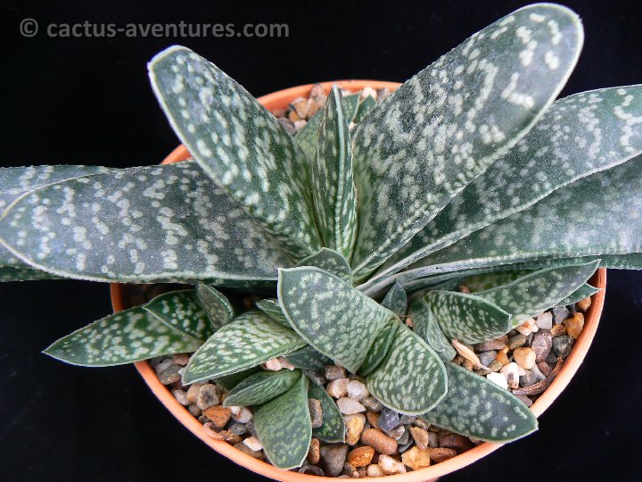 Gasteria pillansii P1240024