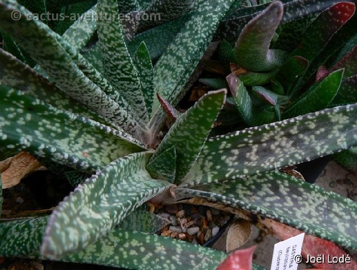 Gasteria pulchra P1230140