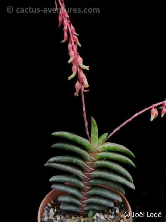 Gasteria rawlinsonii ©JL