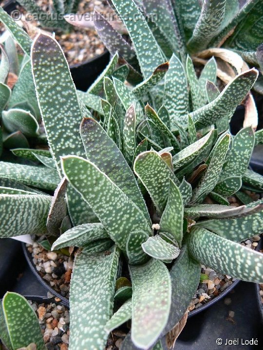 Gasteria sp. minuscula P1130825