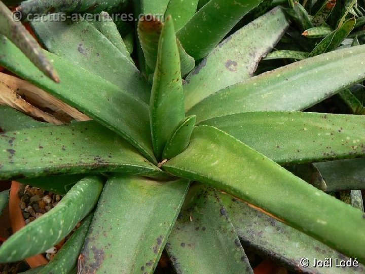 Gasteria trigona P1220276