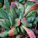 Gasteria carinata v. verrucosa (available 8.5 and 10.5cm Ø)