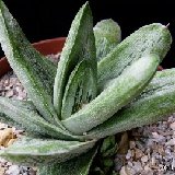 Gasteria 'Little Warty' (cultivar)