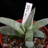 Gasteria glauca