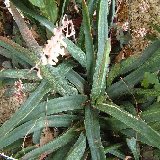 Gasteria pendulifolia