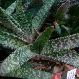 Gasteria pulchra JL1806