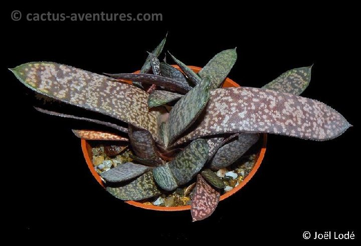 Gasteria doreeniae Swart Waterpoort, RSA ©JLcoll.4708 P1370537