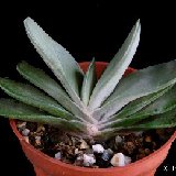 Gasteria 'Smockey' P1120351.JPG