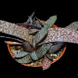 Gasteria doreeniae (Swart Waterpoort, South Africa) (available 8.5 and 10.5cm Ø)