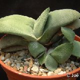 Gasteria glomerata JL1800