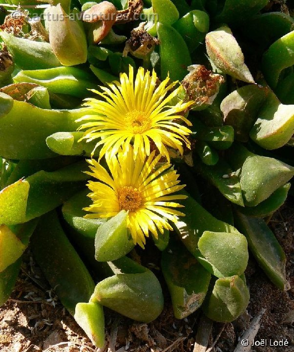 Glottiphyllum longum P1090473