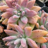 Graptosedum 'Francesco Baldi soon! - bientôt !