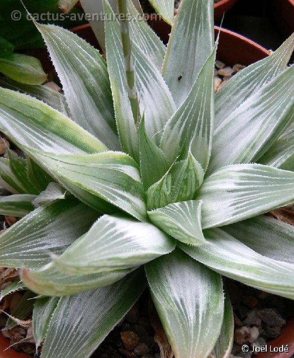 Haworthia 'Grey Ghost' P1180838