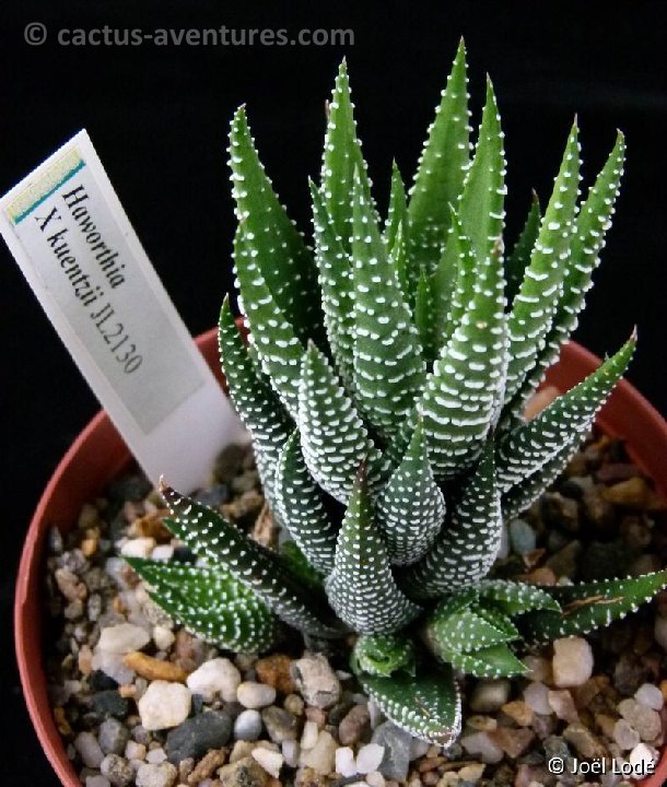 Haworthia X Kuentzii P1050272