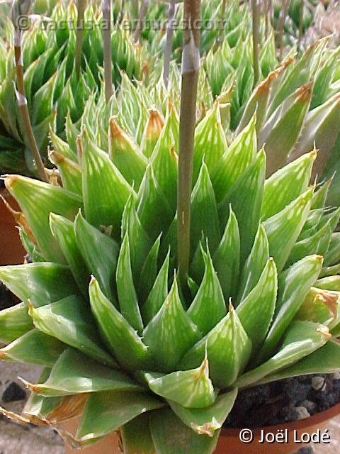 Haworthia altilinea