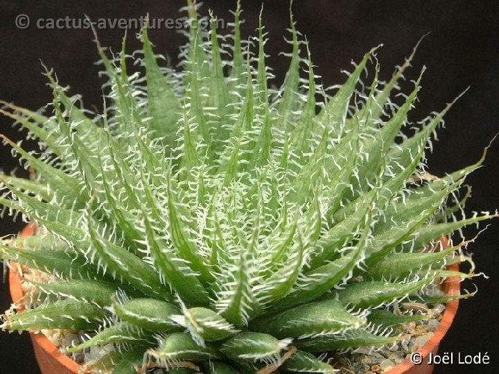 Haworthia arachnoidea v. xiphiophylla Dscf1931