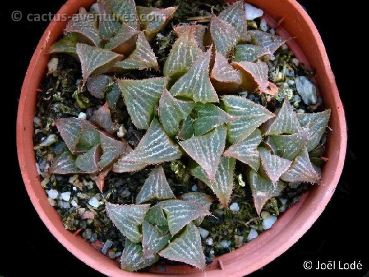 Haworthia asperula P1120370b