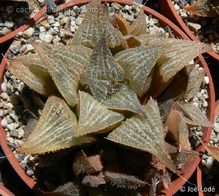 Haworthia asperula P1150839