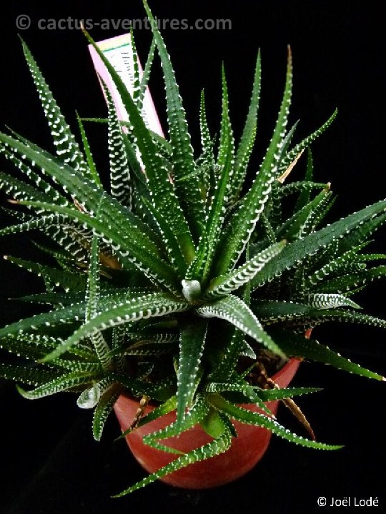 Haworthia attenuata v. clariperla P1050251