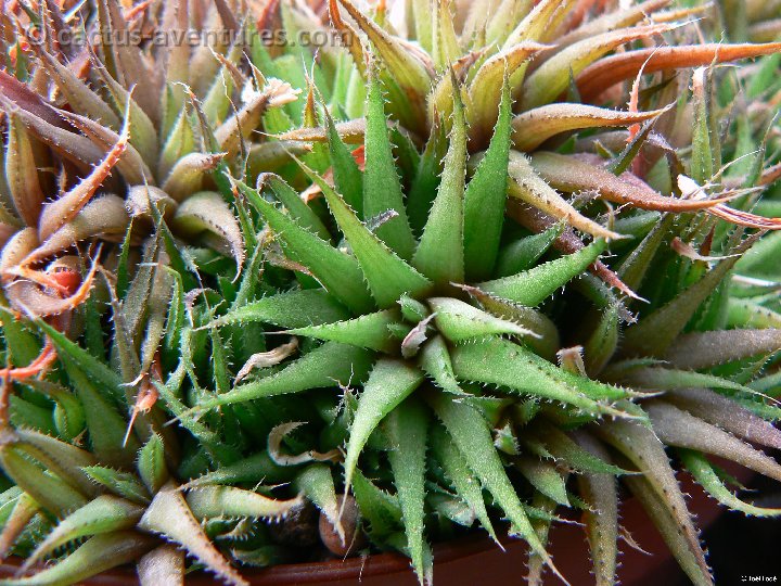 Haworthia chloracantha v. denticulifera P1220297