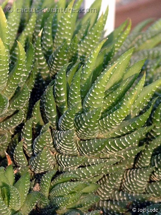 Haworthia coarctata Dscf7622