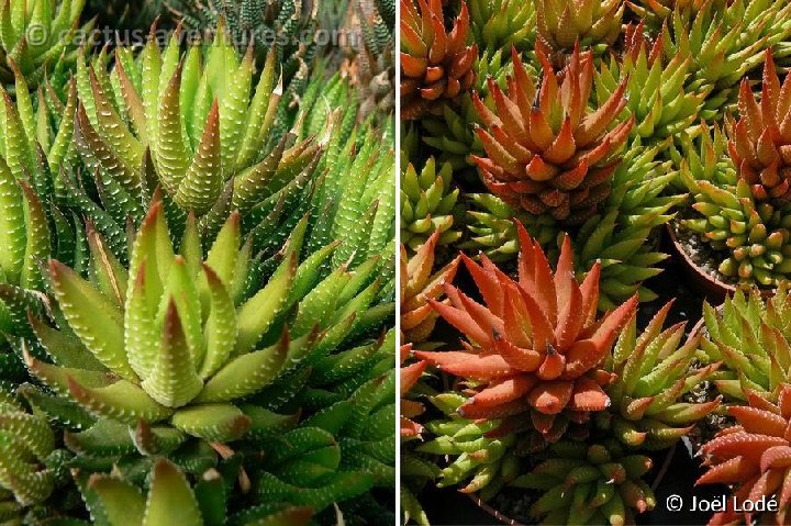 Haworthia coarctata P1220343