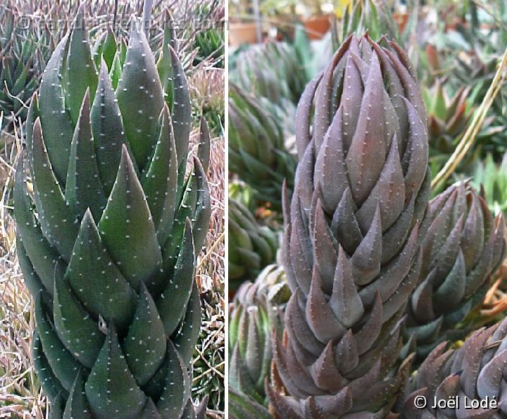 Haworthia coarctata v. greenii ©JL(3)