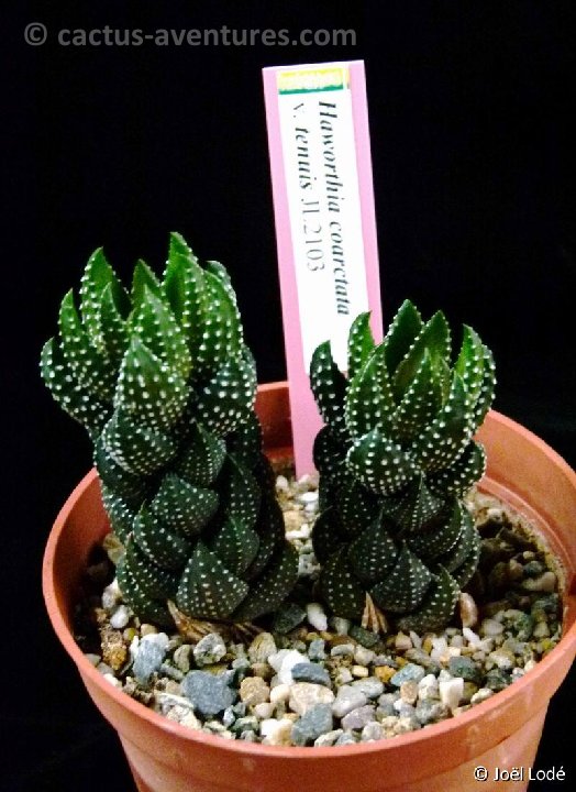 Haworthia coarctata v. tenuis P1050256