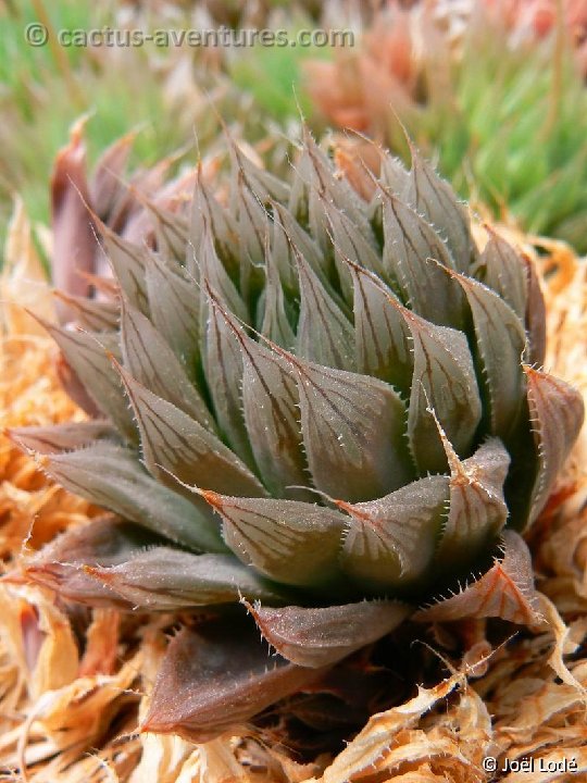 Haworthia cooperi BB8.1 P1220305