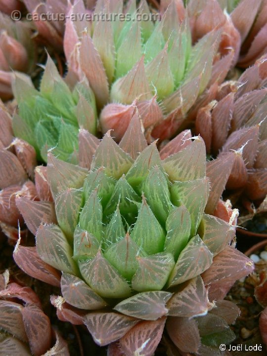 Haworthia cooperi JDV91-26 P1190147