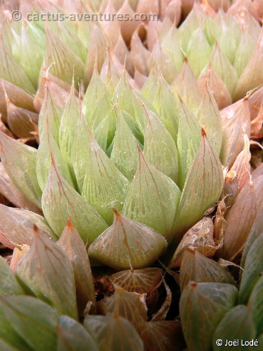 Haworthia cooperi v. leightonii v. BB8.4 P1220445