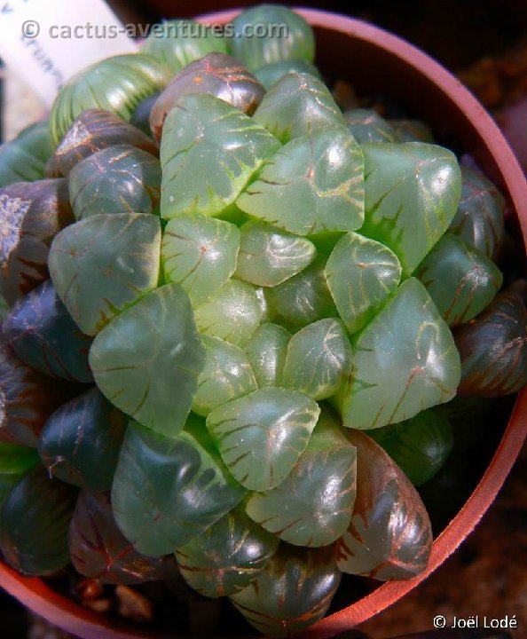 Haworthia cooperi v. truncata P1230808