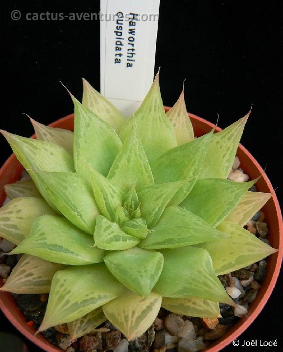 Haworthia cuspidata P1210913