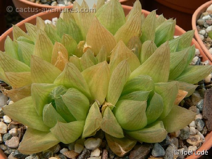 Haworthia cymbiformis JL425 P1220431