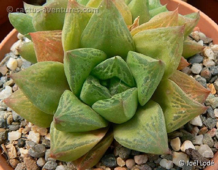 Haworthia cymbiformis v. compacta P1220428