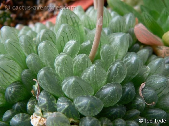 Haworthia cymbiformis v. obtusa P1180870