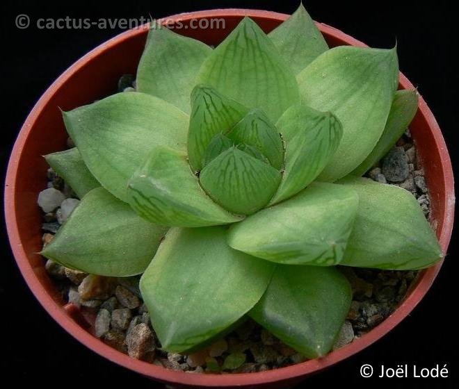 Haworthia cymbiformis v. planifolia BB9.1 P1230876