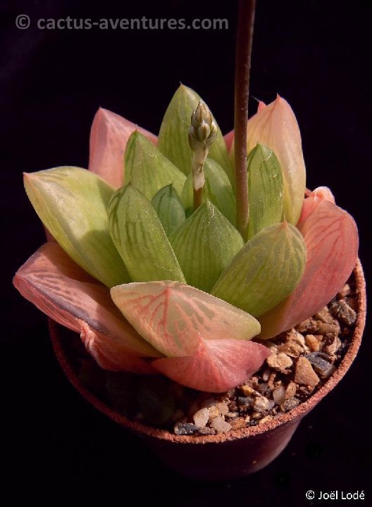 Haworthia cymbiformis v. ryneveldiae JL430 P1190135