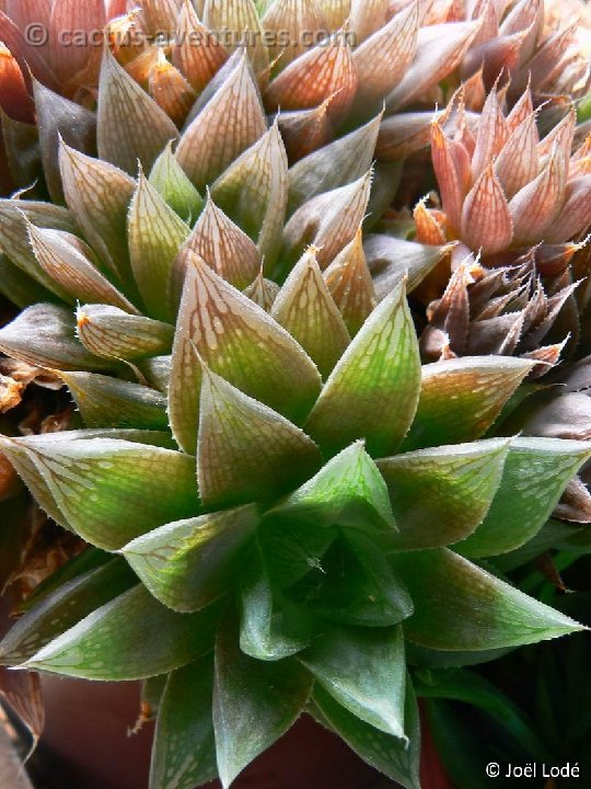 Haworthia cymbiformis v. setulifera P1220283